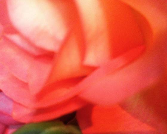 Organization/Personal Assisting/House Caring/Meal Prep and Planning 1