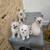 Balinese Kittens (Long haired Siamese) 10 thumbnail