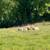 Sheep 15 thumbnail