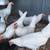 Leghorn Laying Hens 2 thumbnail
