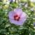 🌳 Transform Your Garden With Perennial Bushes & Trees – Availiable al 7 thumbnail