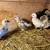 Easter Eggers! Need gone today!! Meet in Sfld, Nixa, Ozark 4 thumbnail
