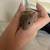 Fancy Mice 2 thumbnail
