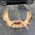 Alaskan Moose antler Rack 1 thumbnail