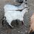 Goat kids 7 thumbnail