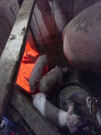 Yorkshire mix piglets 1