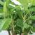 Banana plants 2 thumbnail