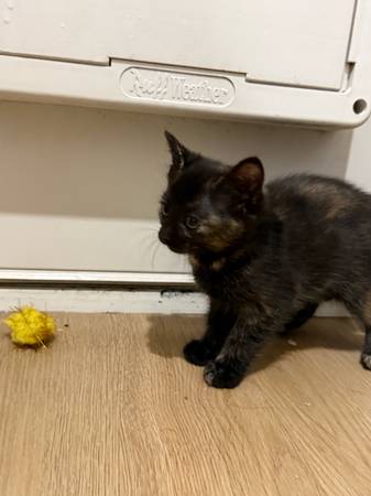 Gatita hembra (Vancouver)63842374532865122