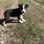 Ranch Hand Puppy 3 thumbnail