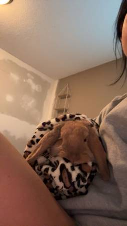 Pot trained bunny boy (Eagan)63906251422338121