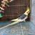 Macho cacatua 1 thumbnail