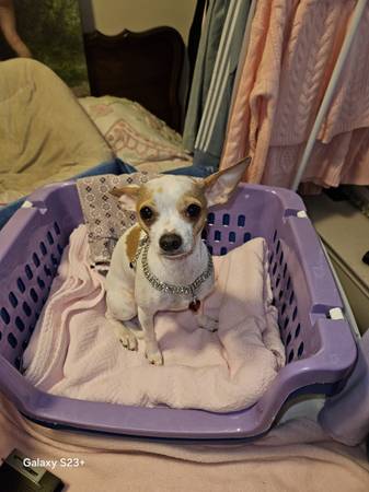 Chihuahua female (Ogden)63980151257474121