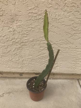 Sugar Dragon Red Dragon Fruit Plant, Well Rooted 1