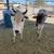 Mini Zebu cows 4 thumbnail