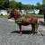 mini ponies 4 thumbnail
