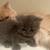 Pure Persian rare doll face and Himalayan kittens 10 thumbnail