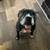 Rehoming Dog 1 thumbnail