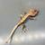 Crested gecko 50% het axanthic 3 thumbnail