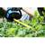 Brand New Kobalt 40V Max 24" Dual Cordless Electric Hedge Trimmer Kit 10 thumbnail