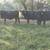 Bred young cows 2 thumbnail