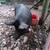 Purebred Mulefoot Sow. Born 3-11-23.  Tame and easy to manage. 5 thumbnail