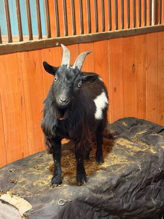 Nigerian Dwarf Stud 1