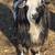 Fainter goat pair 1 thumbnail