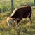11 month old miniature Hereford bull 2 thumbnail
