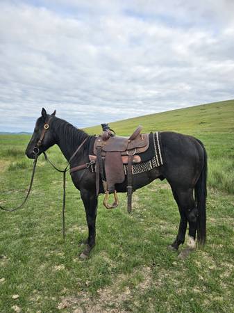 Athletic 4 year old gelding 1