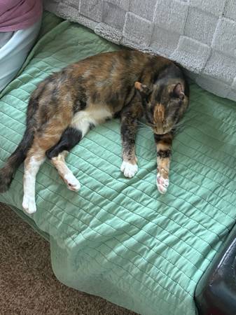 2 calico cats (Theodore)63920390547458120