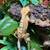 Baby crested geckos 2 thumbnail