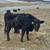 Bred Heifers, Cows, and Wagyu Steers 10 thumbnail