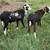 Rams Painted Desert 4 thumbnail