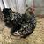 Laying hens available - breeding stock qualilty chickens 4 thumbnail