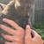 Black Silkie Rooster 4 month old 3 thumbnail