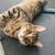 Siberian Savannah Kittens 13 thumbnail