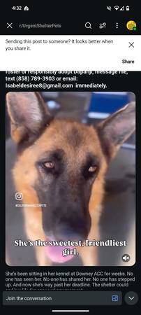 Gentle and friendly German Shepherd (Carmichael)63881395678467124