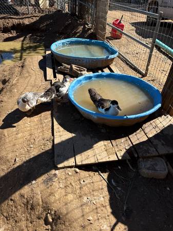 Muscovy ducklings 1