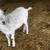 Nigerian Dwarf doeling 4 thumbnail