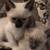Siamese Maine Coon 3 thumbnail