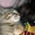 Tabby Female Kitten 3 thumbnail