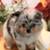 Pomeranian Pumpkins 13 thumbnail