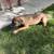 Dogs need a good home 6 thumbnail