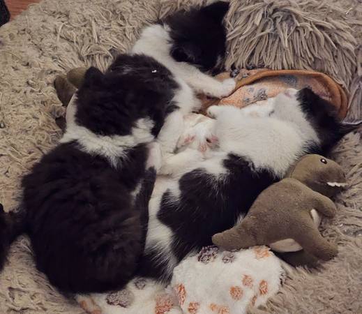 Kittens need for ever home (Las Vegas)63860184627715124