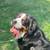 Bernese Mountain Dog 6 thumbnail