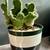 Crested Cactus in Ikea Color Block Porcelain Pot 1 thumbnail