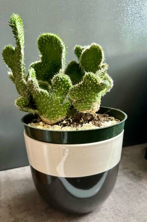 Crested Cactus in Ikea Color Block Porcelain Pot 1