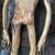 RARE ORIGINAL X-FILES TELEVISION SERIES AUTOPSY ALIEN 11 thumbnail