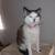 Free inside female cats 5 thumbnail