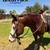 Horse stud 1 thumbnail